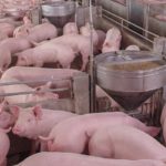 Cómo controlar el estrés por calor en establecimientos productivos