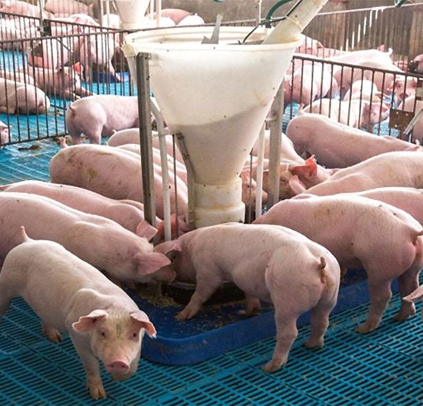 La eficiencia nutricional es un puntal de la sostenibilidad