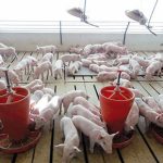 Córdoba bonifica tasas del BICE para el sector porcino