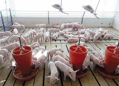 Córdoba bonifica tasas del BICE para el sector porcino