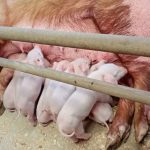 En Neuquén trabajan en el mejoramiento genético porcino