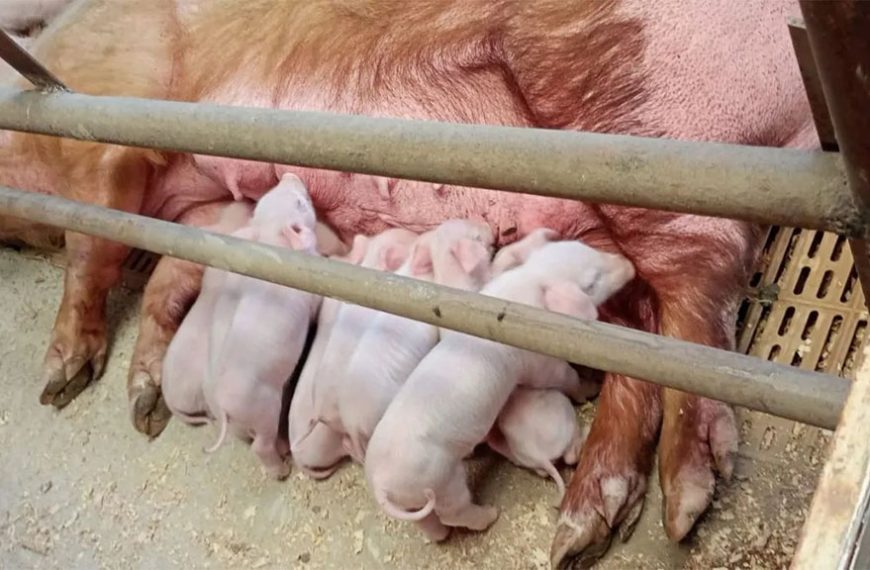 En Neuquén trabajan en el mejoramiento genético porcino