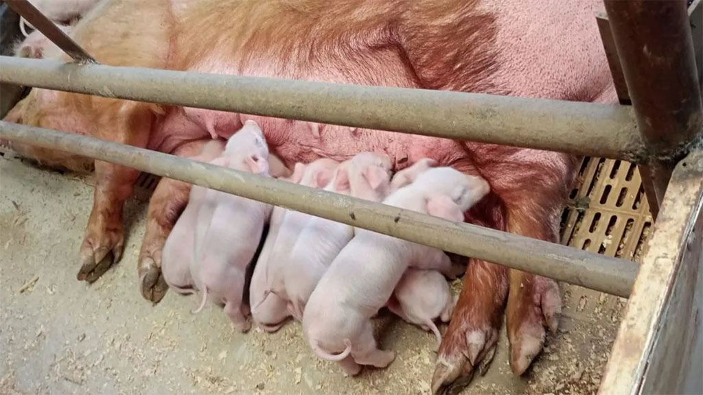 En Neuquén trabajan en el mejoramiento genético porcino