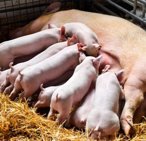 Crece a doble dígito la producción y consumo