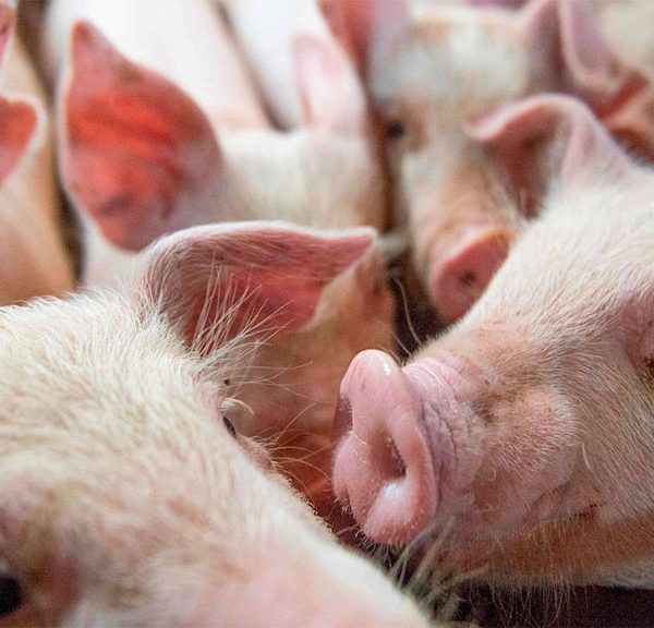 En España patentan una aplicación para detectar enfermedades