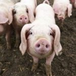 Crecen las exigencias de China sobre el cerdo español