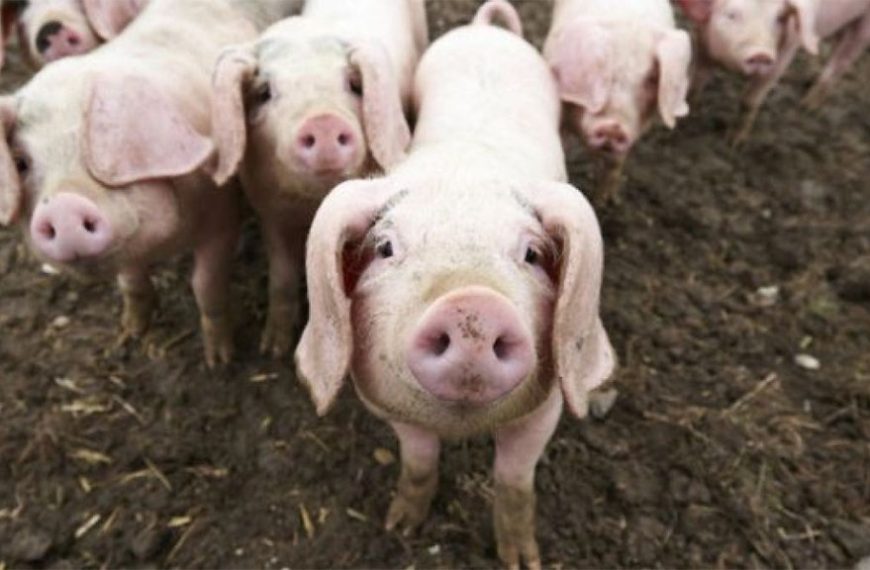 Crecen las exigencias de China sobre el cerdo español