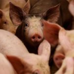 La faena de porcinos se encamina a un récord en 2025