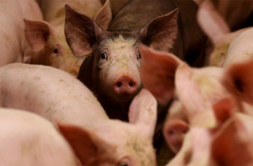 La faena de porcinos se encamina a un récord en 2025