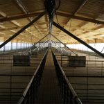 En Bolívar, fuerte apuesta de Mirgor apuesta a la producción porcina