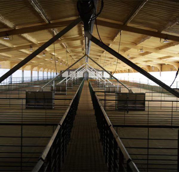 En Bolívar, fuerte apuesta de Mirgor apuesta a la producción porcina