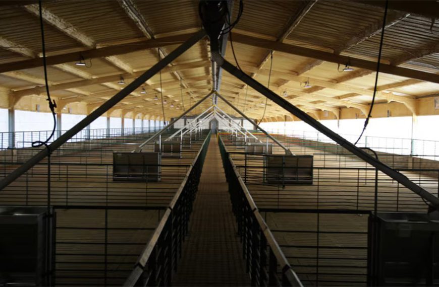 En Bolívar, fuerte apuesta de Mirgor apuesta a la producción porcina