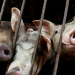 Vietnam sospecha de la alimentación por el avance de enfermedades
