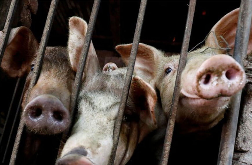 Vietnam sospecha de la alimentación por el avance de enfermedades