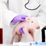 Otro paso en la adaptación en humanos de un riñón de cerdo