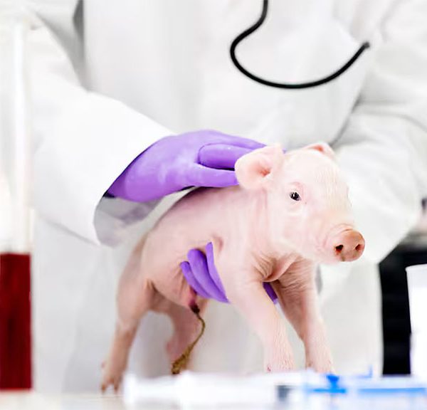 Otro paso en la adaptación en humanos de un riñón de cerdo