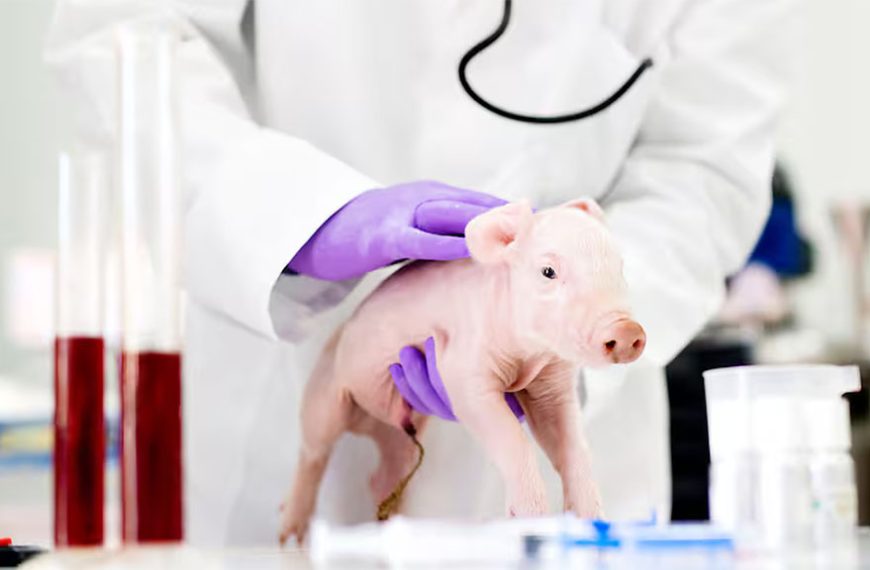 Otro paso en la adaptación en humanos de un riñón de cerdo