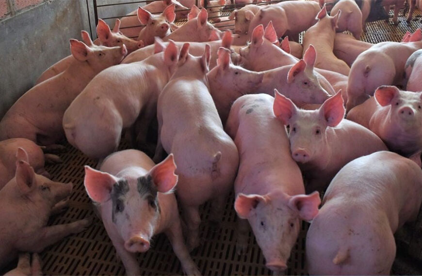 Récord de producción porcina en el primer semestre