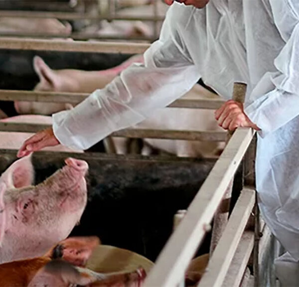 El contacto humano mejora el bienestar animal