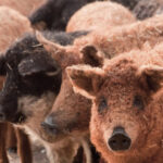 En España rescatan un cerdo en peligro de extinción