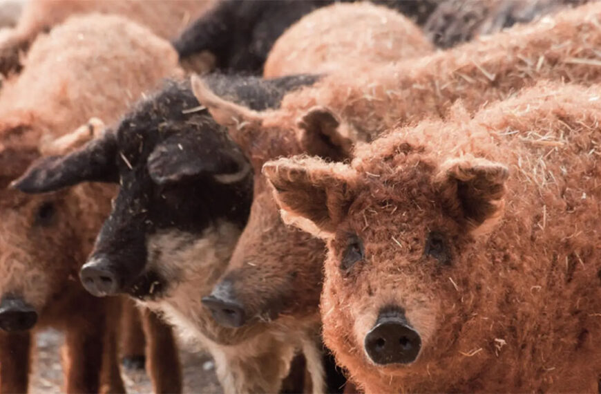 En España rescatan un cerdo en peligro de extinción
