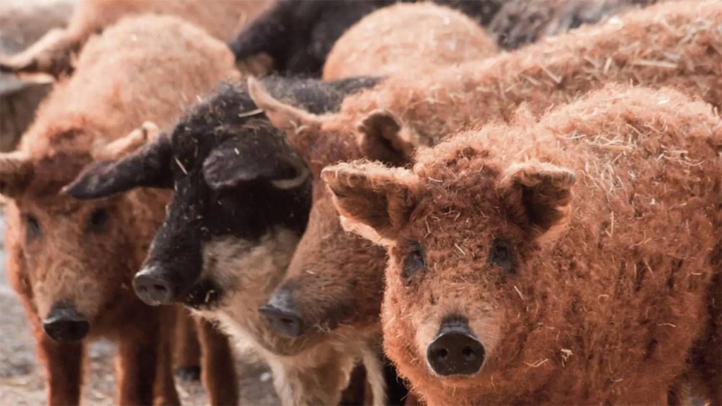 En España rescatan un cerdo en peligro de extinción