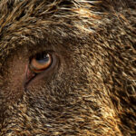 España: cronología de un daño a enfocar y controlar