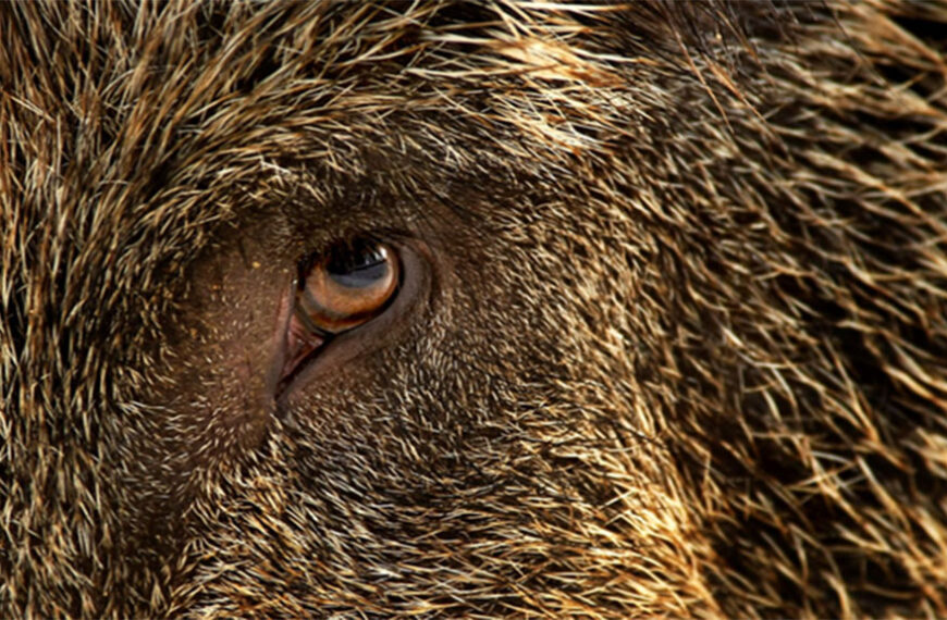 España: cronología de un daño a enfocar y controlar