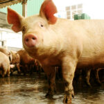 Hay plan de combate a Aujeszky