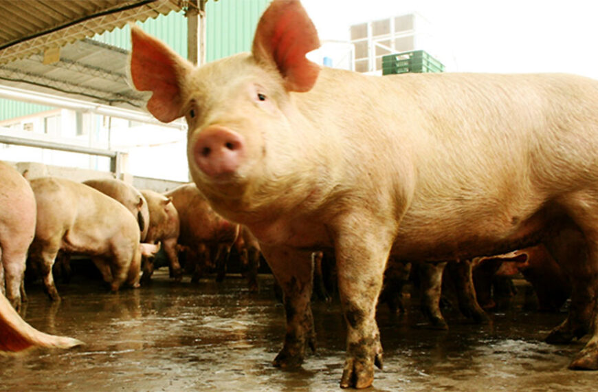 Hay plan de combate a Aujeszky