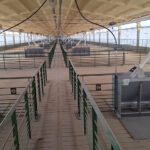 Se puso en marcha la mayor granja porcina del centro de Córdoba