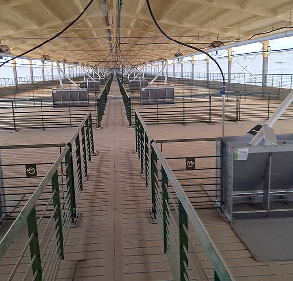 Se puso en marcha la mayor granja porcina del centro de Córdoba