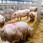 Un acuerdo dañoso para la cadena porcina