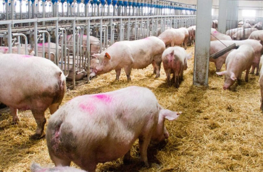 Un acuerdo dañoso para la cadena porcina