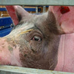 Nutrición preparto: el poder de la fibra en la dieta