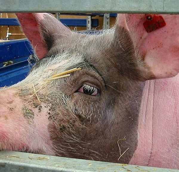 Nutrición preparto: el poder de la fibra en la dieta