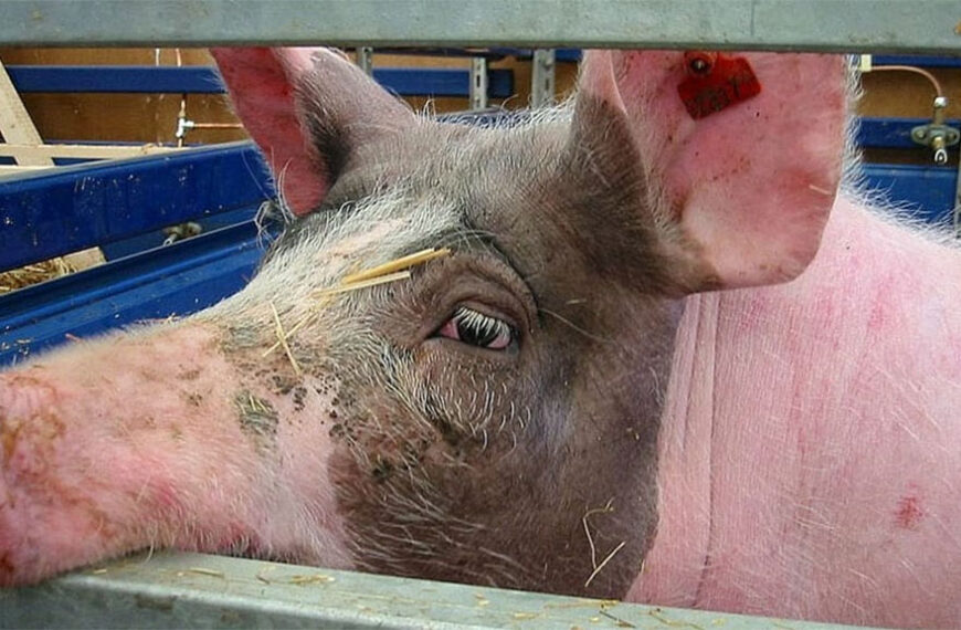 Nutrición preparto: el poder de la fibra en la dieta