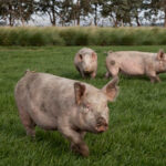 Amplían del listado de enfermedades a notificar