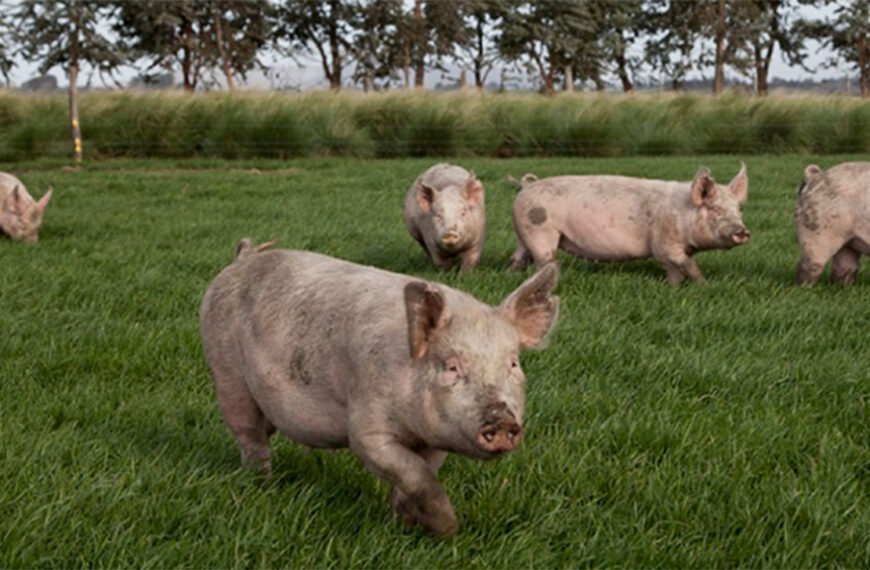 Amplían del listado de enfermedades a notificar