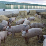 Logros en sostenibilidad del  sector porcino español