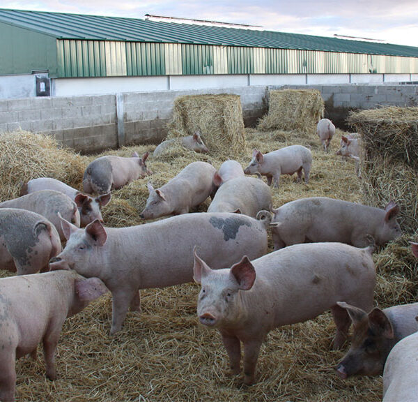Logros en sostenibilidad del sector porcino español