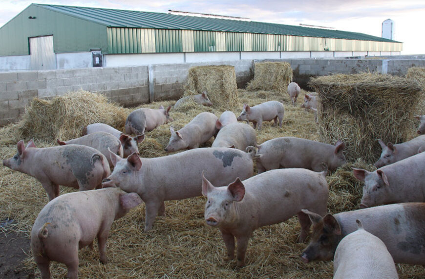 Logros en sostenibilidad del sector porcino español