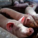 Primeras consecuencias de la peste porcina: 300 despidos en un matadero de Barcelona