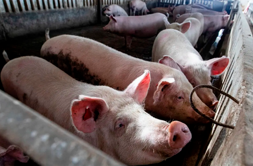 Primeras consecuencias de la peste porcina: 300 despidos en un matadero de Barcelona