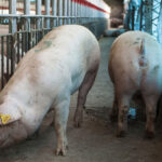 La mejor prevención es la vigilancia ética de la producción