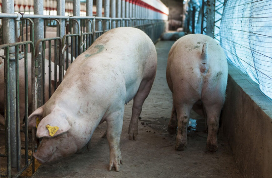 La mejor prevención es la vigilancia ética de la producción