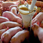 En el engorde la harina de alfalfa puede aportar mucho