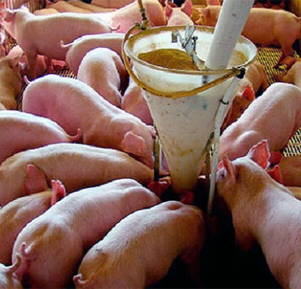 En el engorde la harina de alfalfa puede aportar mucho