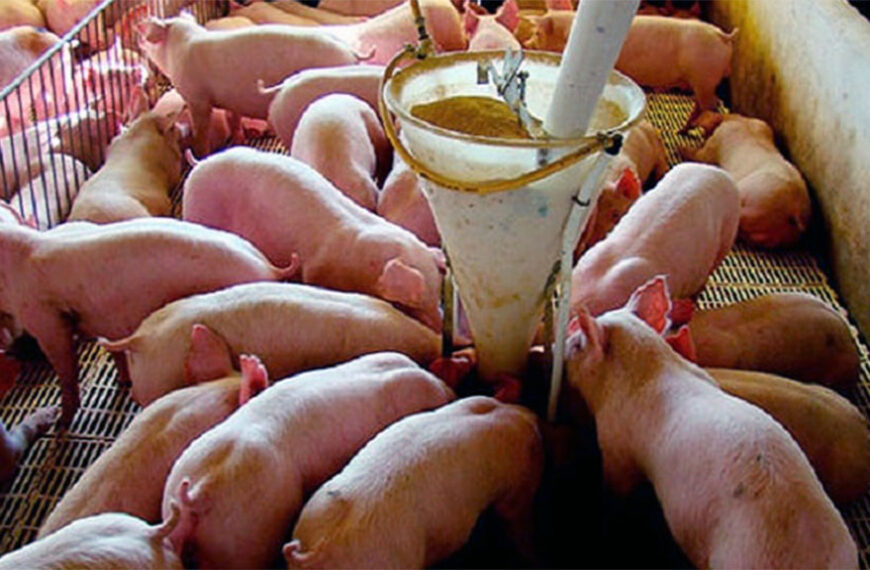 En el engorde la harina de alfalfa puede aportar mucho