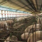 Habilitan la exportación de cueros porcinos a Filipinas